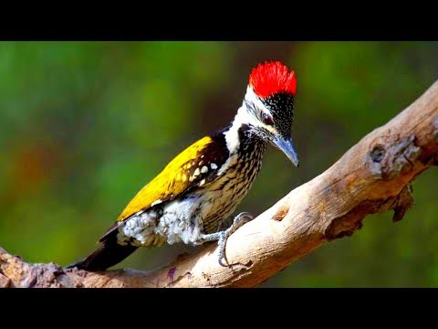 Mast BBW porno onlayn Onam uchun orgazm porno