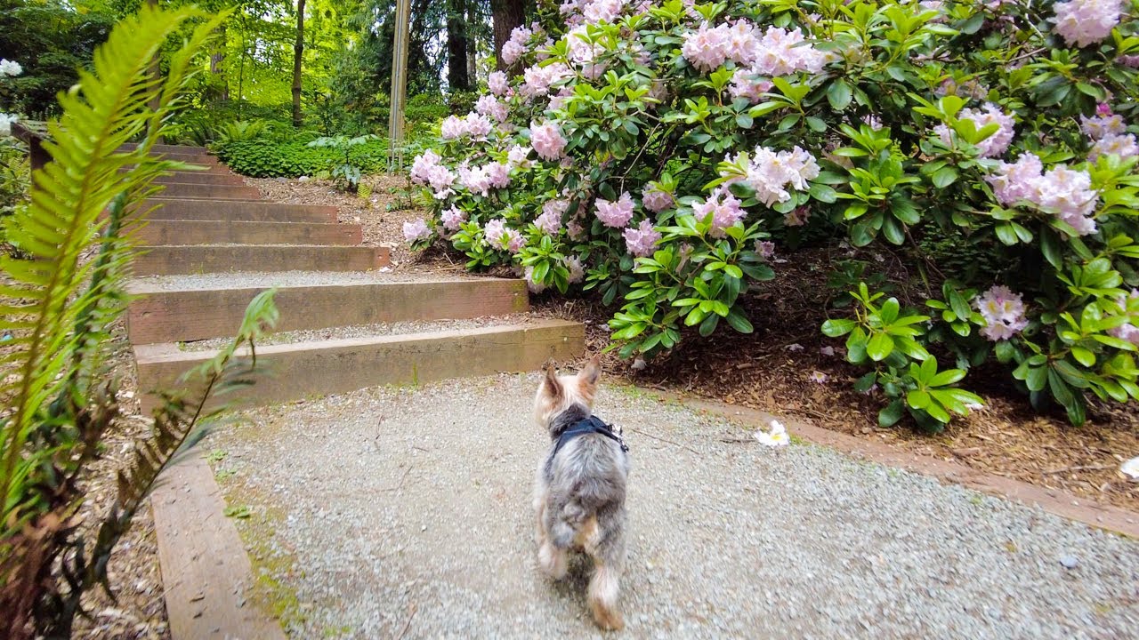 Seattle Nature Walk - Rhododendron Glen at Washington Aboretum