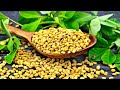 How To Make Moroccan Harira Whit La Holba O Fenogreco 