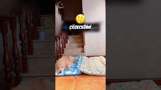 Tatli Köpekler Birbirlerinden Ayrılamazlar