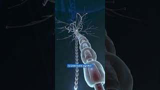 Celebrity Meta’s TRIBE-V2 Could Change AI Forever | The Model That Predicts Human Brain Activity Net Worth