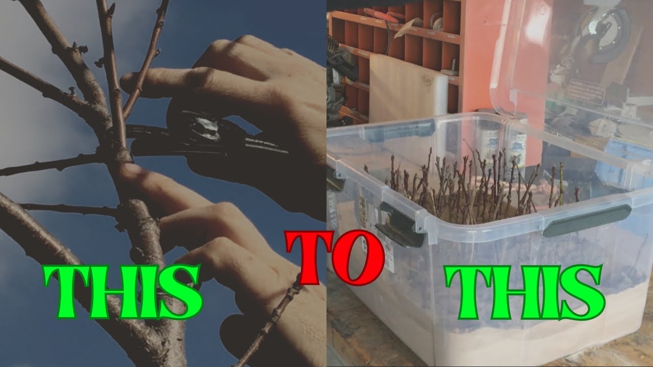 HOW TO LIGHT PRUNE FRUIT TREES in WINTER / ROOTING SOFTWOOD CUTTINGS ...