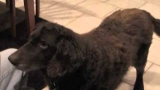 Ketcher  the singing dog  CurlyCoated Retriever