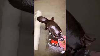 He saved a Platypus trapped in a fishing hook #platypus #animalrescue