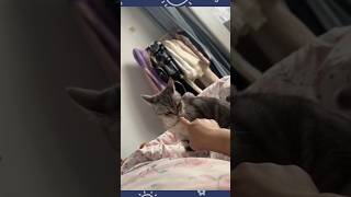 Funny Cats 🤣 Funny Animals 😂 #trynottolaugh #funnycatshorts #funnyvideos #cutecats #cats #funniest