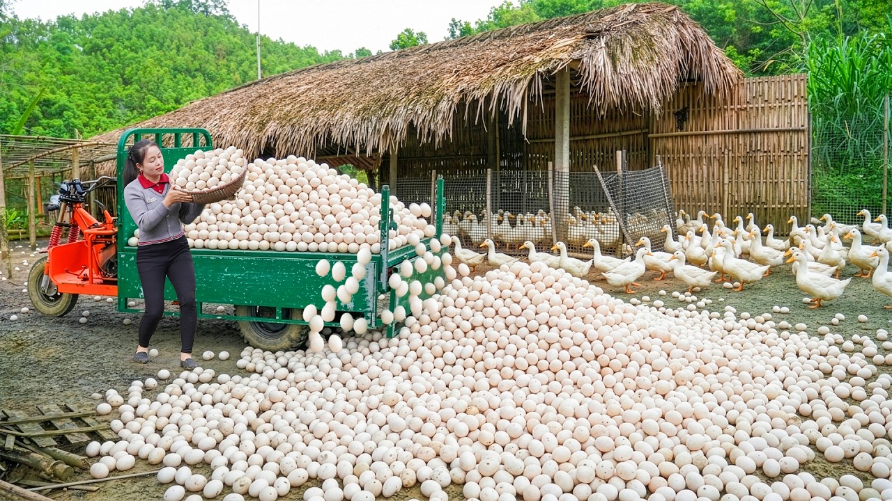 Harvesting Over 1500+ Duck Eggs from the Farm Ducks – Use Truck To Transport Sell in the Village