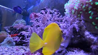 CORAL REEF AQUARIUM • 1 HOUR • 1080p HD • THIRD VIEW