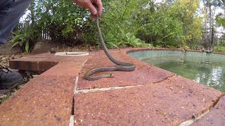 YELLOW FACED WHIP SNAKE IN COOMERA