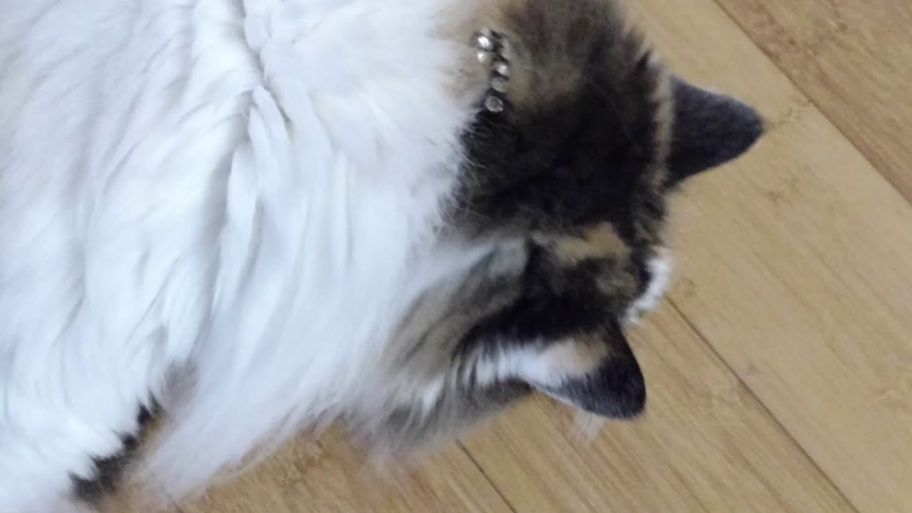 Will our cat eat parsley? YouTube