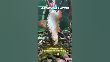 SỐC! Cá Rồng BẮT CẶP và ĐẺ TRỨNG trong BỂ KÍNH 🤯🐉 – Cảnh Tượng SIÊU HIẾM có thật!#shortsvideo