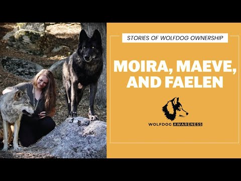 Wolfdog Ownership Stories: Moira, Faelen, and Maeve