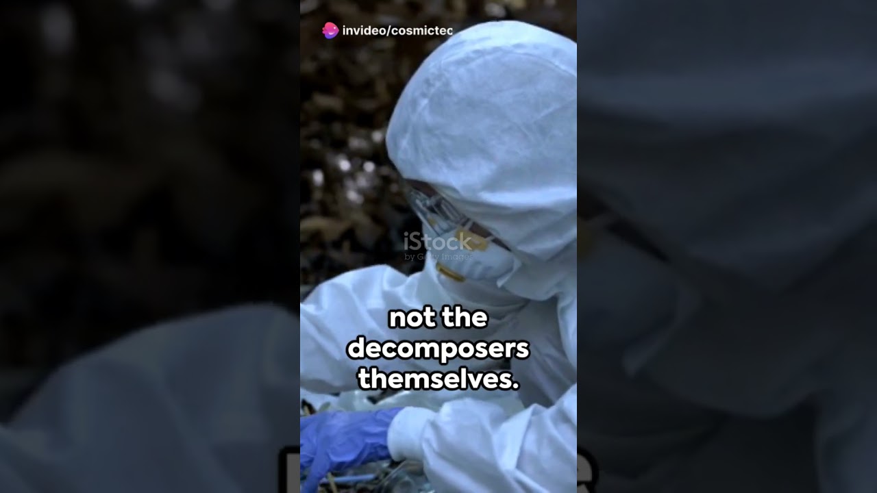 Decomposition: The Unseen Heroes of Life Cycle