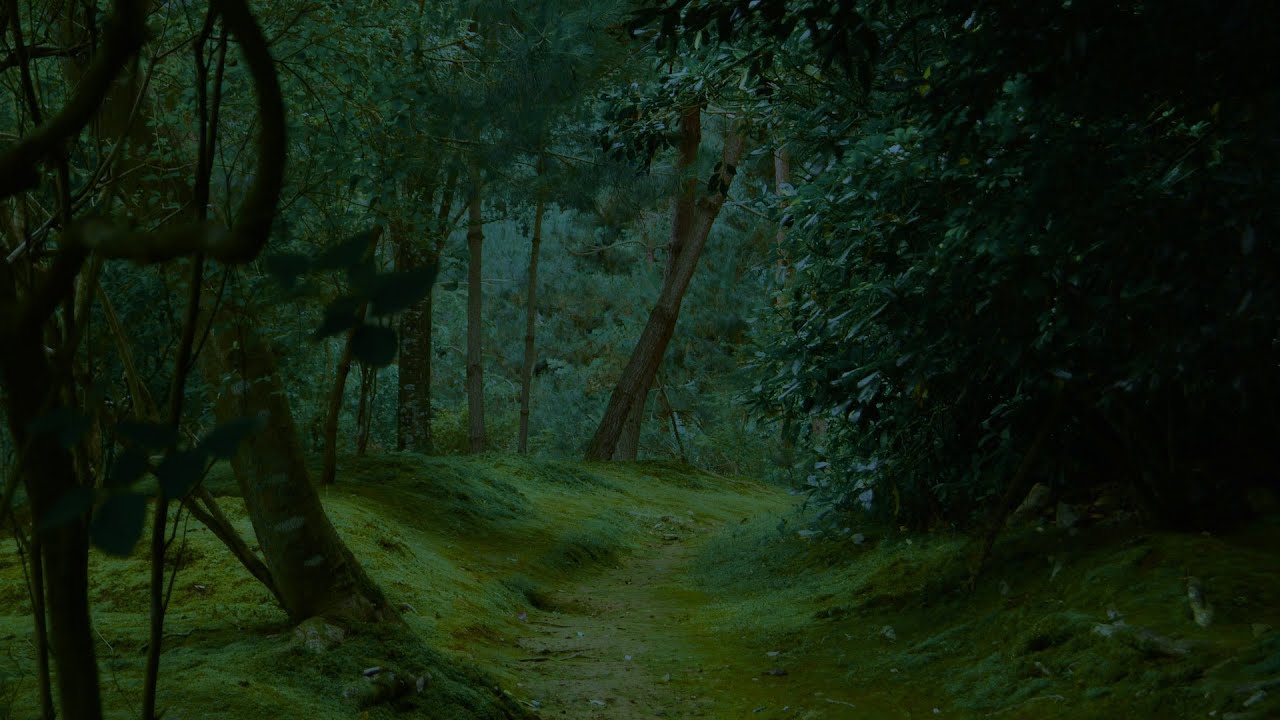 12 Hours Jungle At Night Sounds BLACK SCREEN Jungle Night Nature Sounds