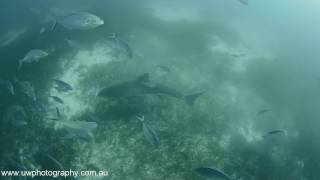 GREAT WHITE SHARK ramming and larger shark in Rodney Fox Ocean Floor cage