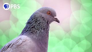 Do NYC Pigeons Ever Sleep?