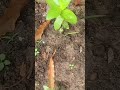 Nature#realty#viral#vlog#