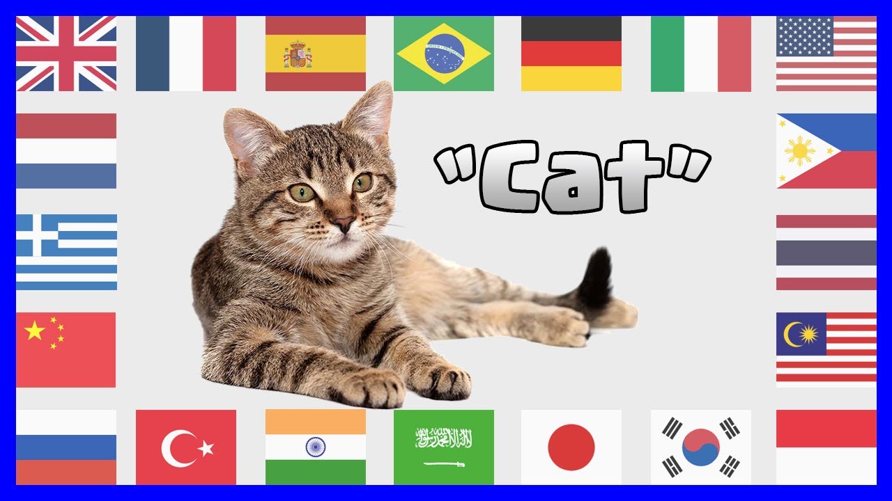 Cat in different languages - YouTube
