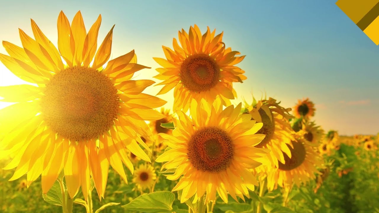 Lumisena®, una solución contra el mildiu en Girasol - Corteva ES