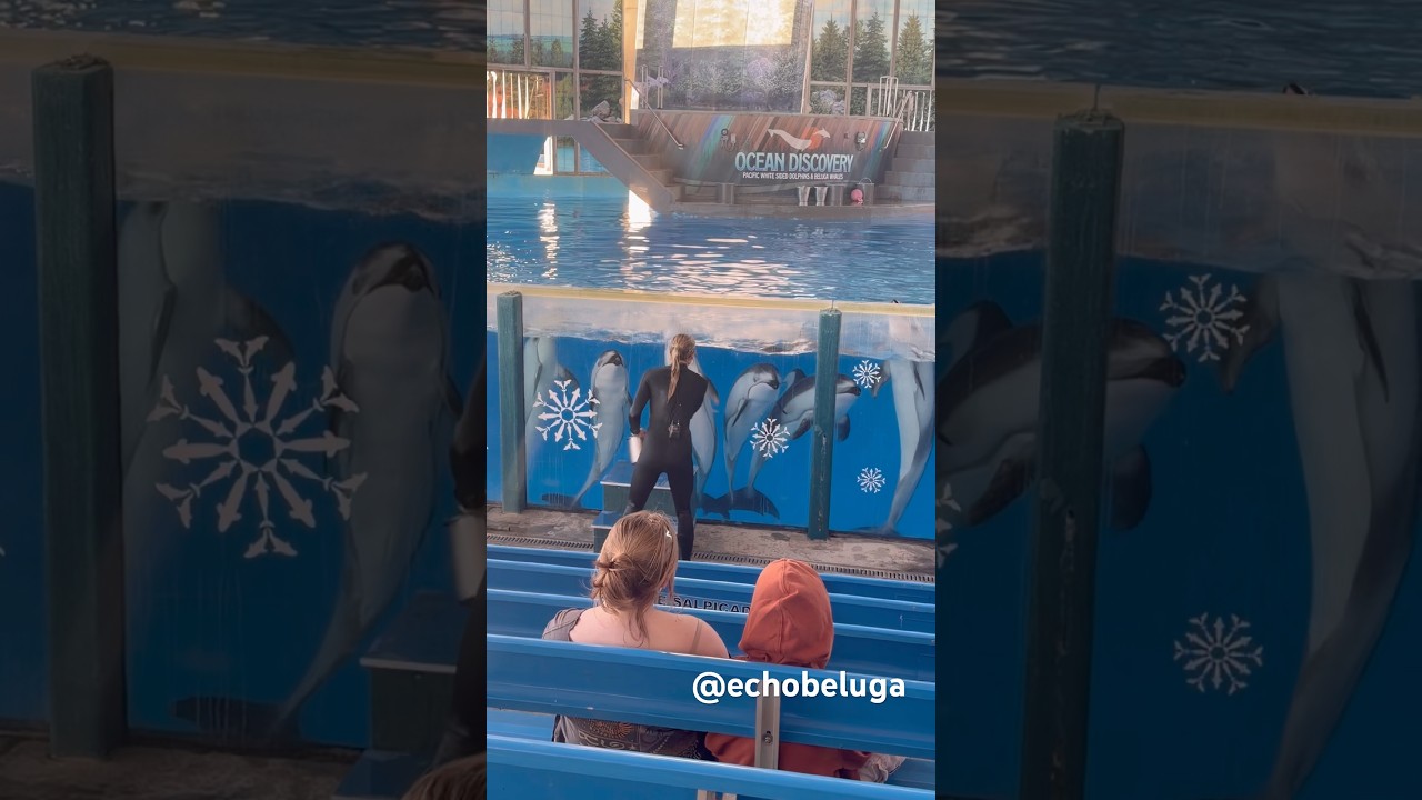 6 dolphins to one trainer is wild 🤯🐬