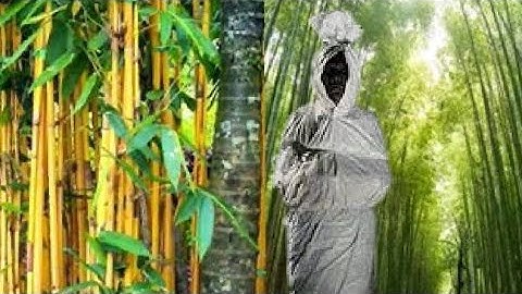 5 TANAMAN PENGUSIR HANTU DAN JIN