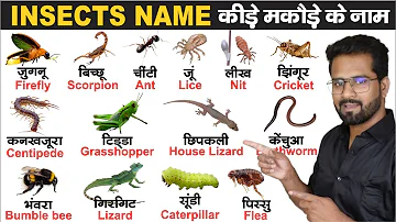 Insects name hindi and english | 50 Insects Name With Pictures | insects name english mein