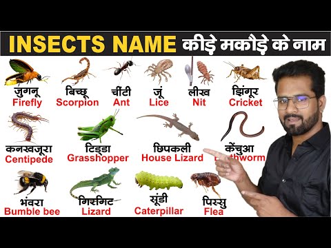 Insects name hindi