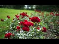 Red Rose Flower Garden Free Download No Copyright Video Red Rose Flower Garden Free Download No Copyright Video