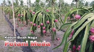 Kebun Buah Naga Di Banyuwangi