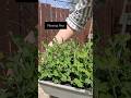Growing Peas 🫛 #growingpeas #plantingpeas #peas #gardening