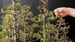 Larch Bonsai Forest, Part 2, May 2016