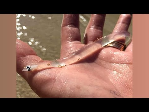 The Most Dangerous Animals in the World!
