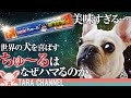 【中毒】犬はなぜ「ちゅ〜る」にどハマりするのか？いなばペットフードの巧妙な罠【フレンチブルドッグ】