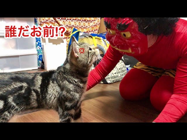 突然現れた赤鬼がウザすぎて不機嫌になってしまった猫ｗ