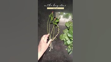 Hibiscus water propagation #shorts #hibiscus #youtubeshorts #gardening #garden #propagation #plants