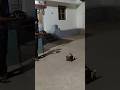 Drone Controller RC Buffalo Cart | Amazing RC Car Experiment 🤯#shorts#youtubeshorts#part6