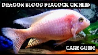 Dragon Blood Peacock Cichlid - Care Guide