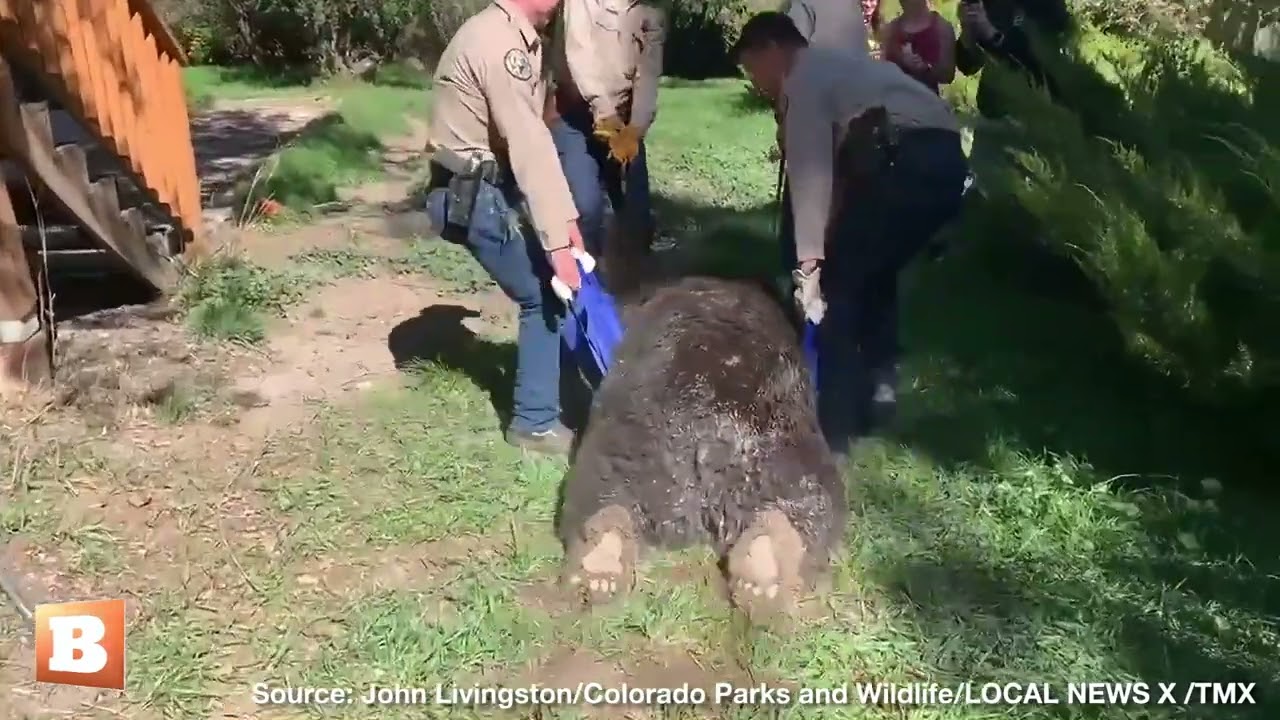 5 Men and a Tranquilizer: 400 lb Bear Found Under Colorado Deck, Removed