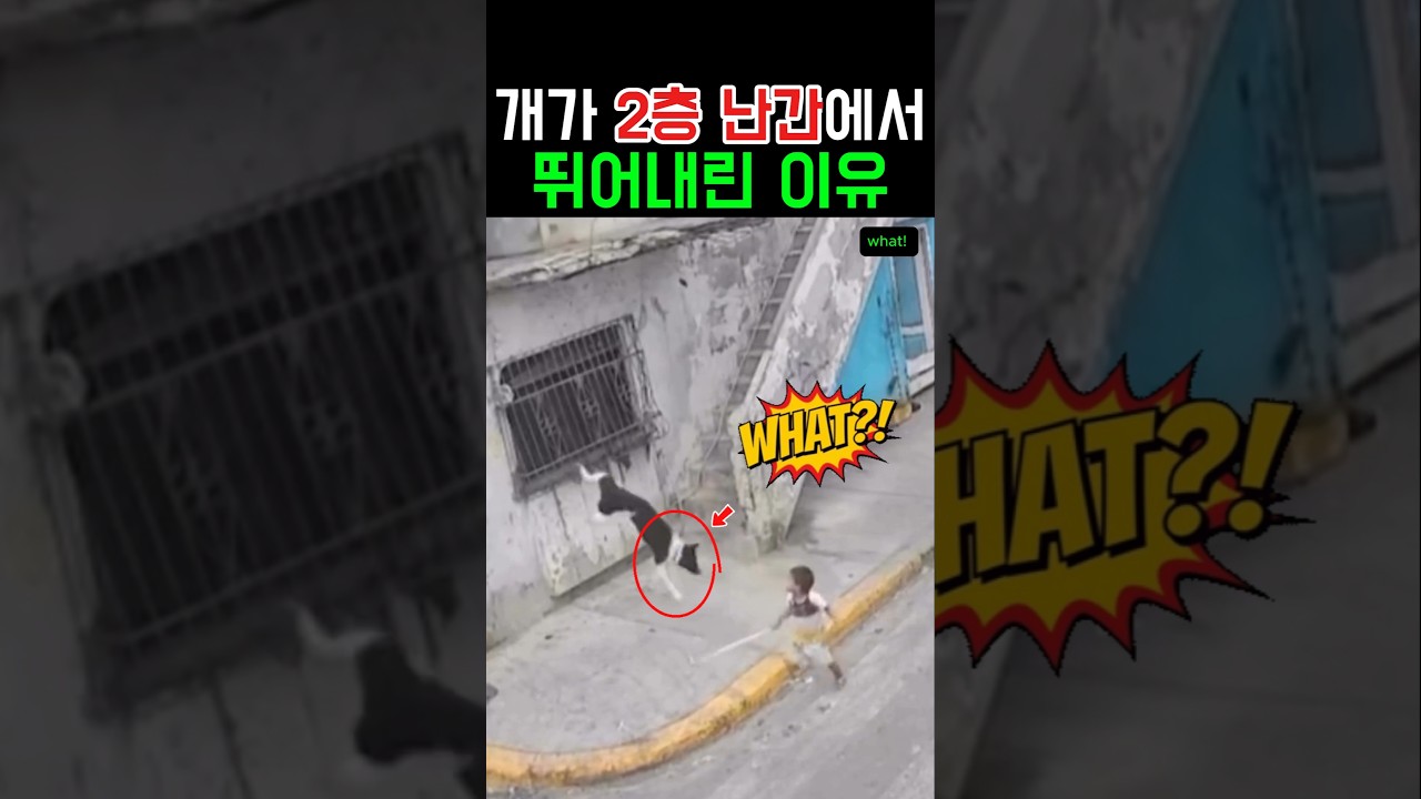 개가 2층 난간에서 뛰어내린 이유 #동물 #강아지 #감동 #반전