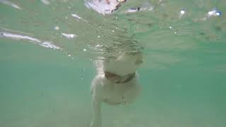 Jack Russell Swimming Compeion In Italy