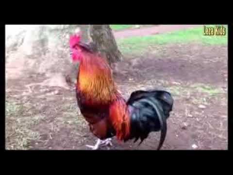  Ayam  joget  dan nyanyi lucu YouTube