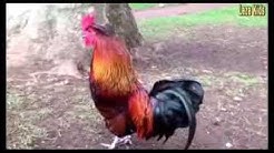 ~Ayam joget dan nyanyi, lucu~  - Durasi: 4:30. 