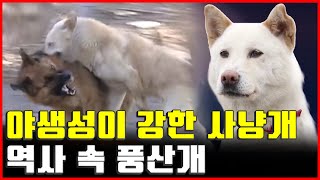 셰퍼드를 누른 풍산개 