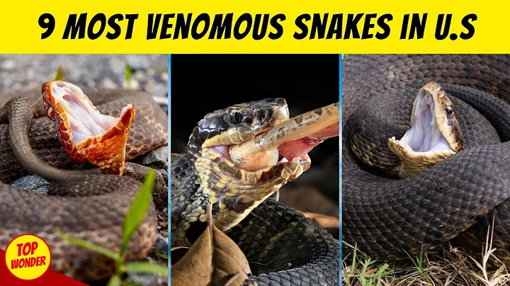 9 Most Venomous Snakes in America: Why They Are So Scary