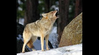 The Coyote Mini Documentary