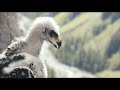 Baby eagle pushed out of nest by own brother  brothers of the wind