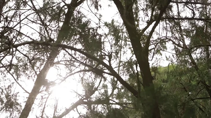 Macaco - Coincidir (video)