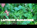 Laiteron maracher plante sauvage comestible salade ou cuit