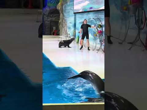 Dubai dolphinarium🐬#trendingvideo #viralvideo #dolphin #dubai #explore #youtube #minivideo #show