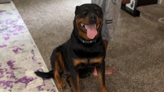 ROTTWEILERS: BIG DOGS IN THE HOUSE…