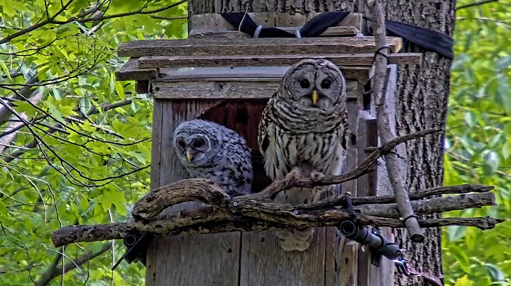 Fun At The Barred Owl Nest Box Entrance As Mom Spends Time With Owlet – May 8, 2025